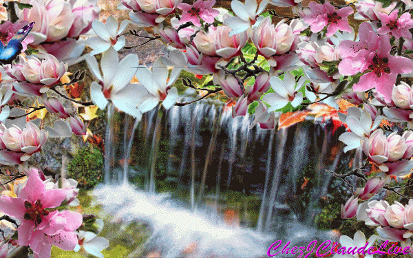 le ruisseau aux magnolias